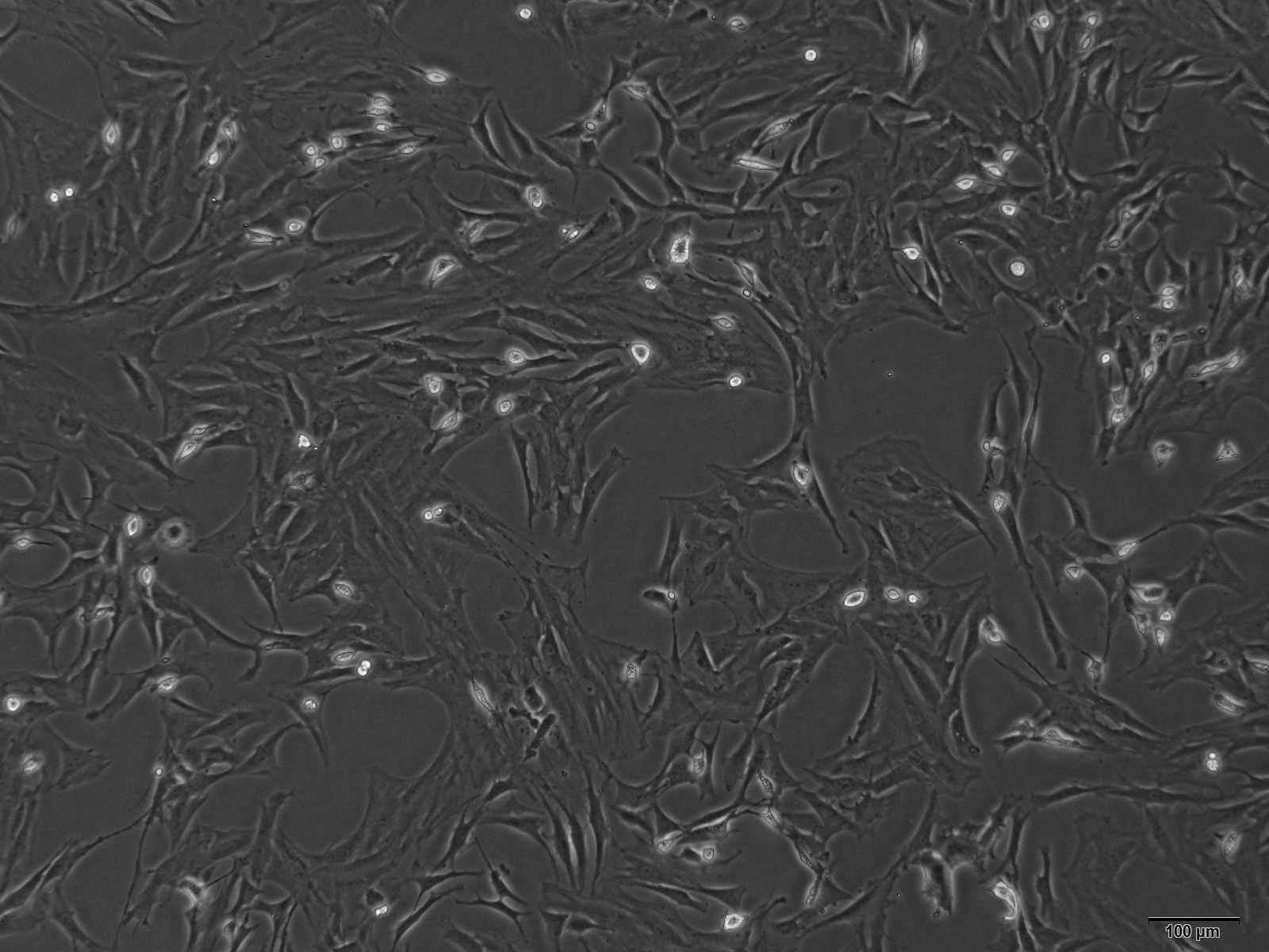 鼠源骨髓间充质干细胞